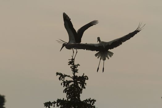 storks on green grass in sunny day, nature series