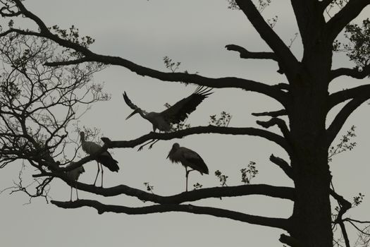 storks on green grass in sunny day, nature series