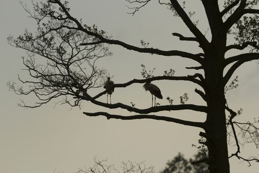 storks on green grass in sunny day, nature series