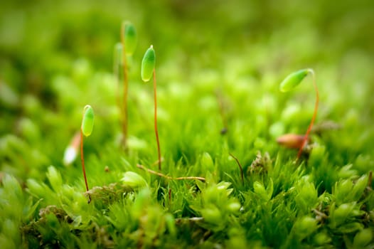plants for natural background, nature series