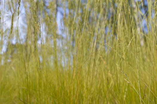 plants for natural background, nature series
