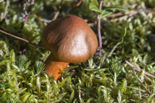 Brown Mushroom Close Up in moss.