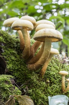 Mushrooms in Moss close up