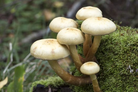 Mushrooms in Moss close up