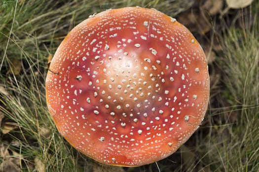 Fly Amanita Mushroom  Close Up.