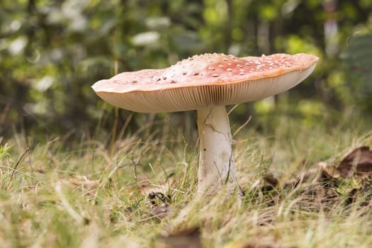 Fly Amanita Mushroom  Close Up.