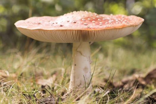 Fly Amanita Mushroom  Close Up.