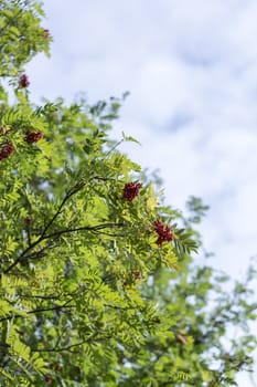 Rowan Tree with Fruit and a cloudy background.
