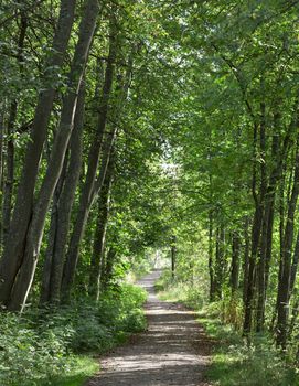Path in Woods leading away.