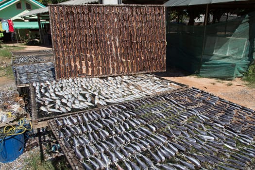 Homemade Dried Fish with Sunlight on table