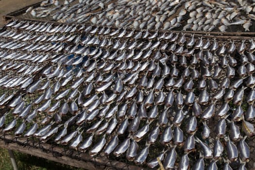 Homemade Dried Fish with Sunlight