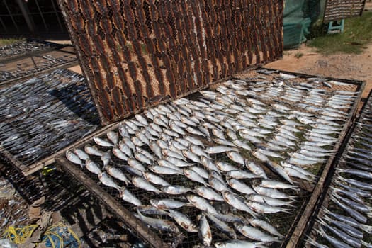 Homemade Dried Fish with Sunlight