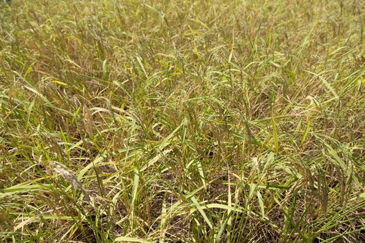Rice field closeup background