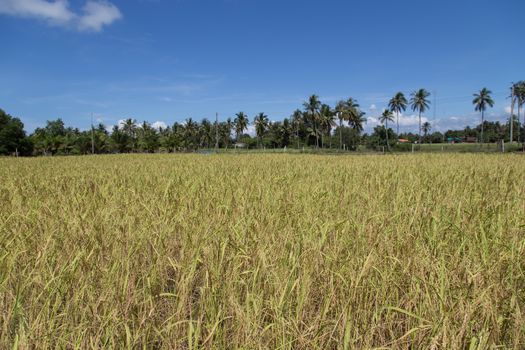 Rice field at koh sukorn island in Trang, Thailand