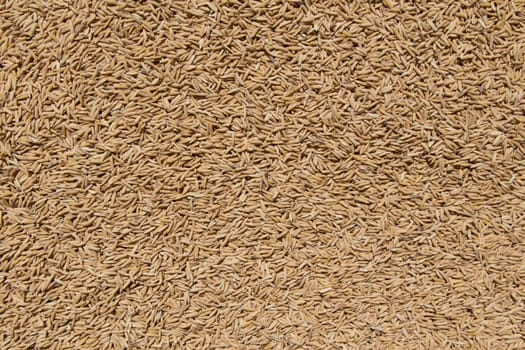 Golden Paddy Rice Seeds Background texture