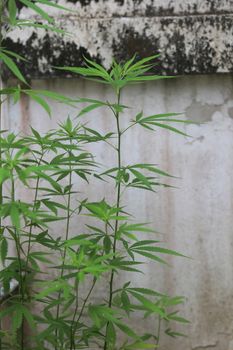 marijuana plant in nature