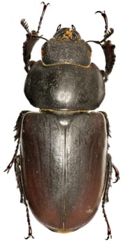 The stag beetle on white Background  -  Lucanus cervus (Linnaeus, 1758)