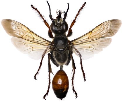 Golden Digger Wasp on white Background  -  Sphex funerarius (Gussakovskij, 1934)