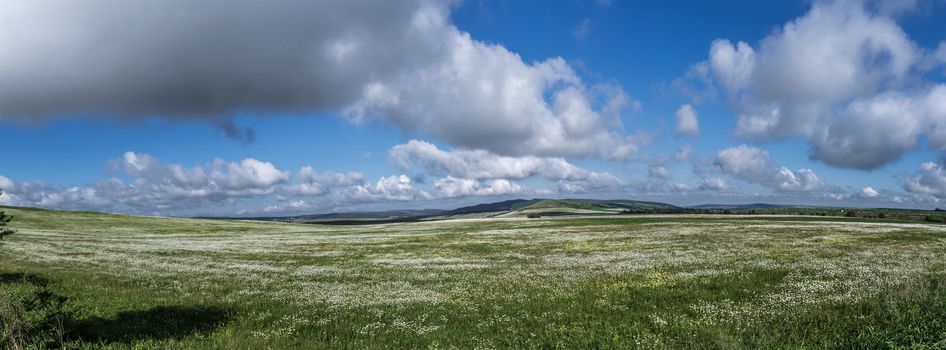 Panorama chamomile field on a background of blue sky with clouds