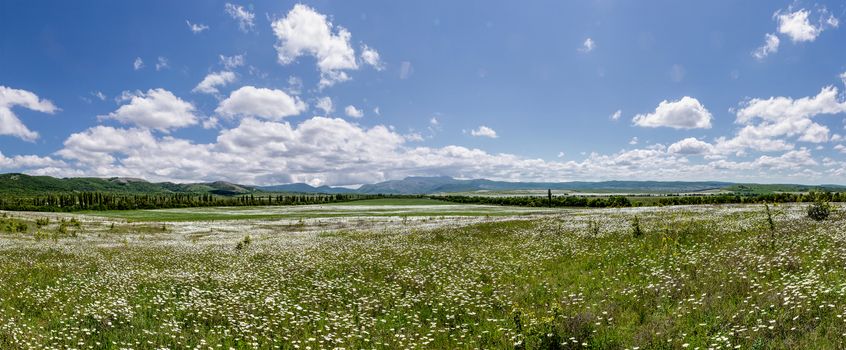 Panorama chamomile field on a background of blue sky with clouds
