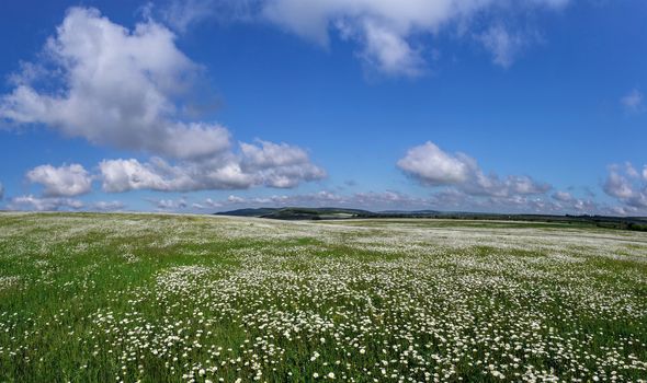 Panorama chamomile field on a background of blue sky with clouds