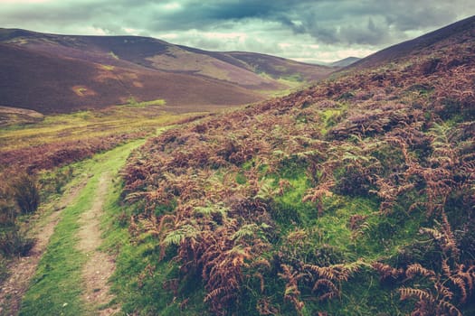 Rural Farm Track Through Purple Covered Hills In The Scottish Borders