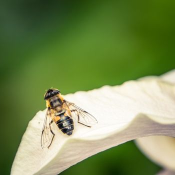 Close-Up Photo Of A Wasp On A Flower