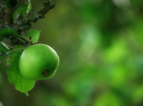 Vintage Style Photo Of An Apple On An Apple Tree In Summer With Copy Space