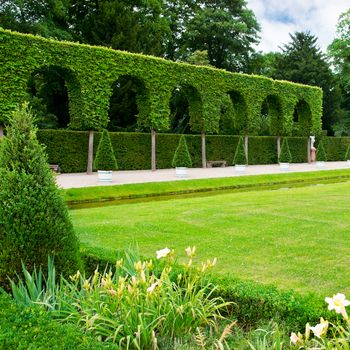 Alley lawn and hedge in a summer park