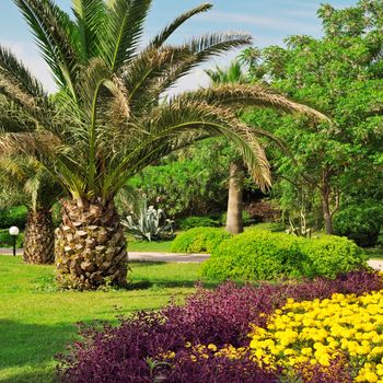 Tropical palm trees in a beautiful park