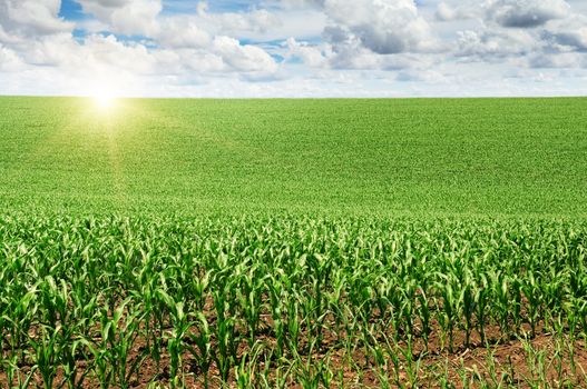 sunrise over the corn field