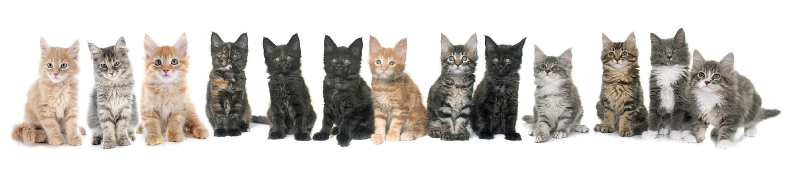 maine coon kitten in front of white background