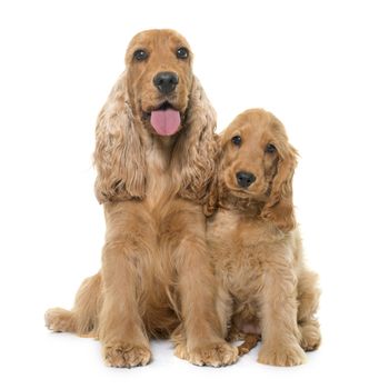 two cocker spaniel in front of white background