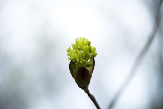 New flowered trees in the park in spring.