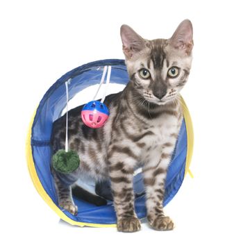 bengal kitten in tunnel  in front of white background