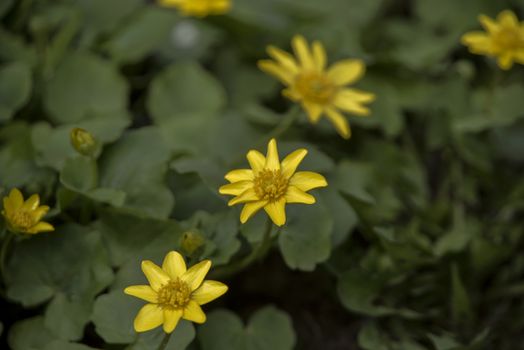 Flowers in the grass. Yellow flowers. 