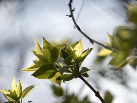 New flowered trees in the park in spring.