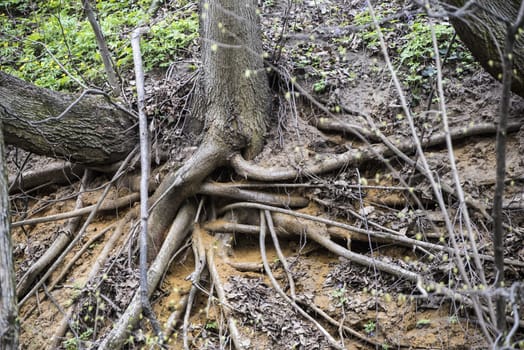 The roots of trees and green forest