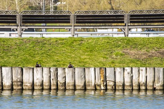 Duck on a wooden fence in the pond. Beautifull picture with ducks.