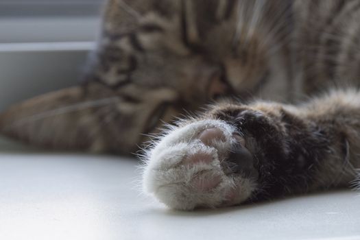 Furry cat paw closeup. Cute cat.
