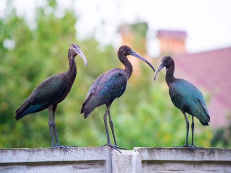 The Plegadis falcinellus bird. (Threskiornithidae). Glossy Ibis in wildlife. Unusual african wading bird.