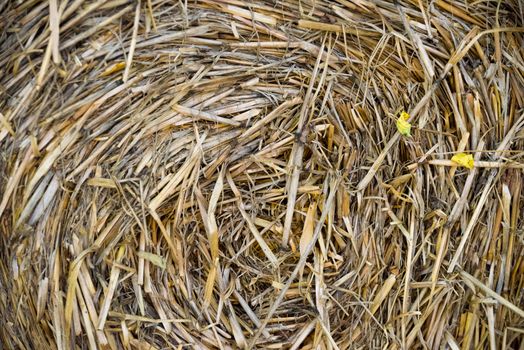 Round bale of straw close-up

