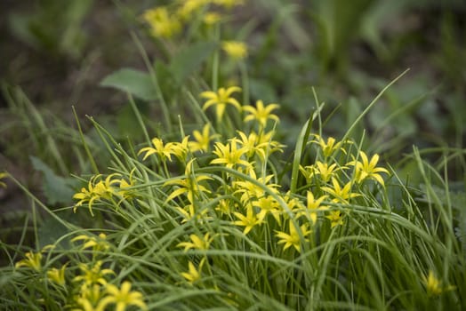 Flowers in the grass. Yellow flowers. 