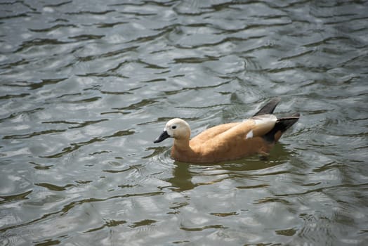 Birds in wildlife. View of a duck bird in park. beautiful mallard duck in the water.