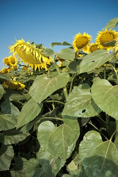 Sunflower with sunflower field and blue sky. Sunflowers blooming. Beautiful sunflowers,big sunflowers, yellows flowers.