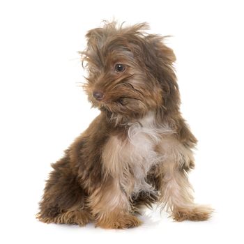 chocolate puppy yorkshire terrier in front of white background