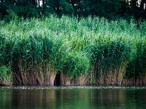 Green reeds are growing close to the river in spring.Quiet atmosphere. 