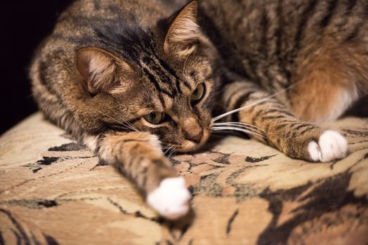 Cat, resting cat on a sofa in blur background, cute funny cat close up, domestic cat, relaxing cat, cat resting, cat playing at home, elegant cat