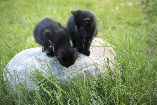 Black kittens on the stone in the green grass background. Black kitten outdoors.