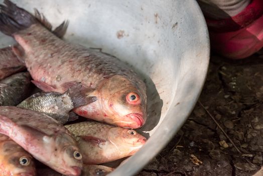 Closeup of Dead fish in basin, selective focus and shallow depth of field. Fish in the basin dead.